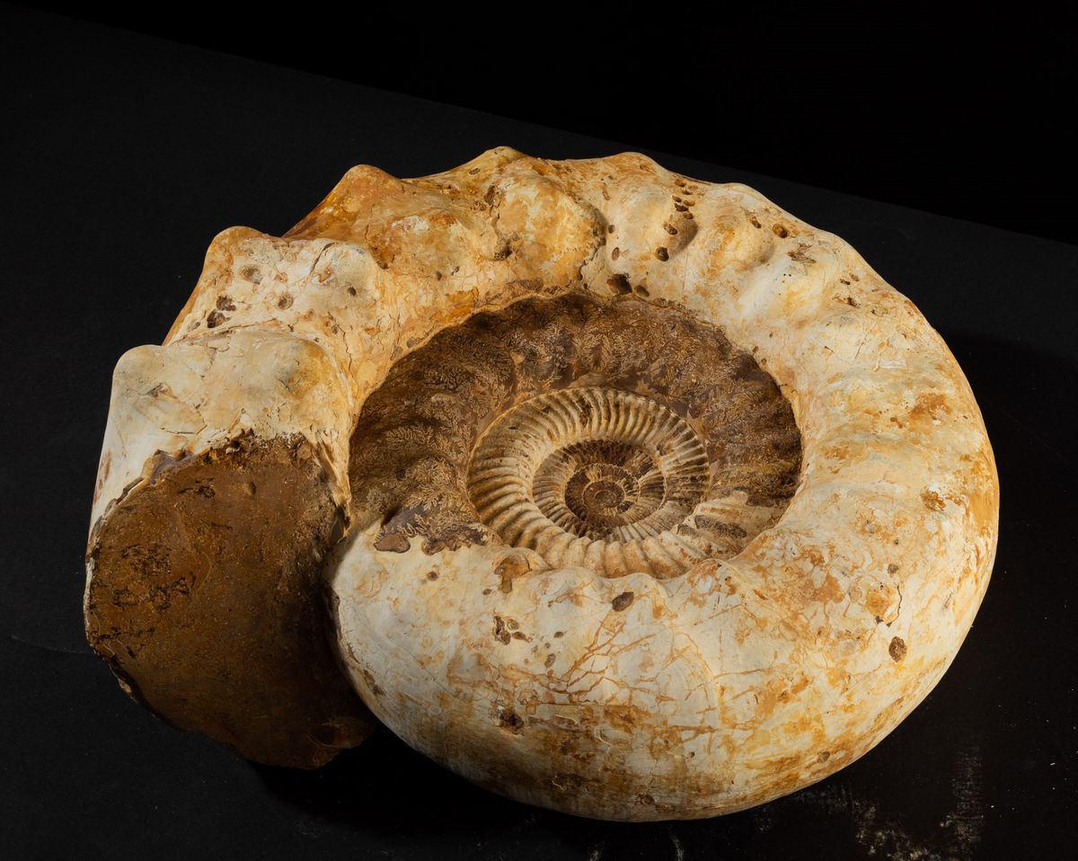 Bella Ammonite Bianca