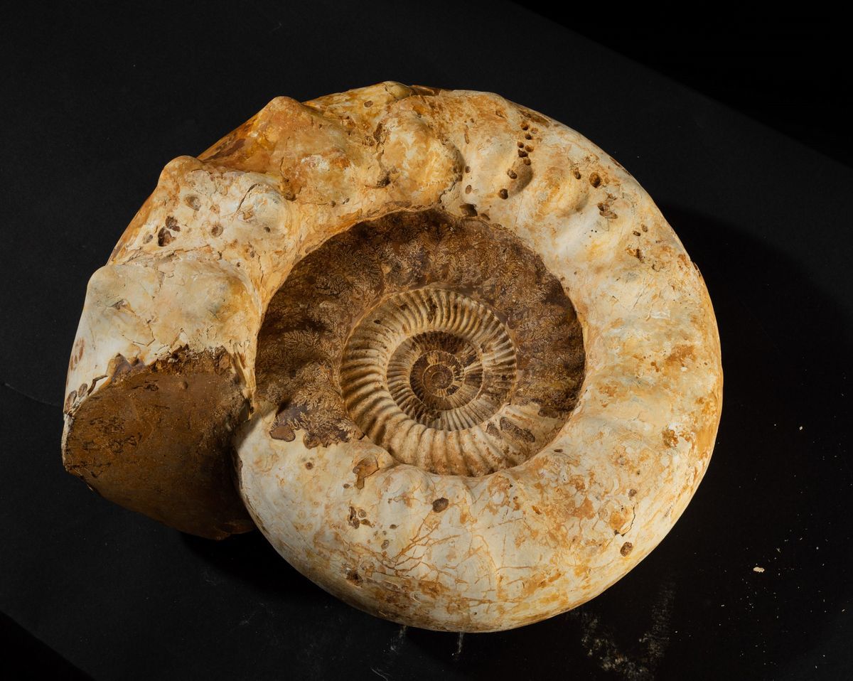 Bella Ammonite Bianca