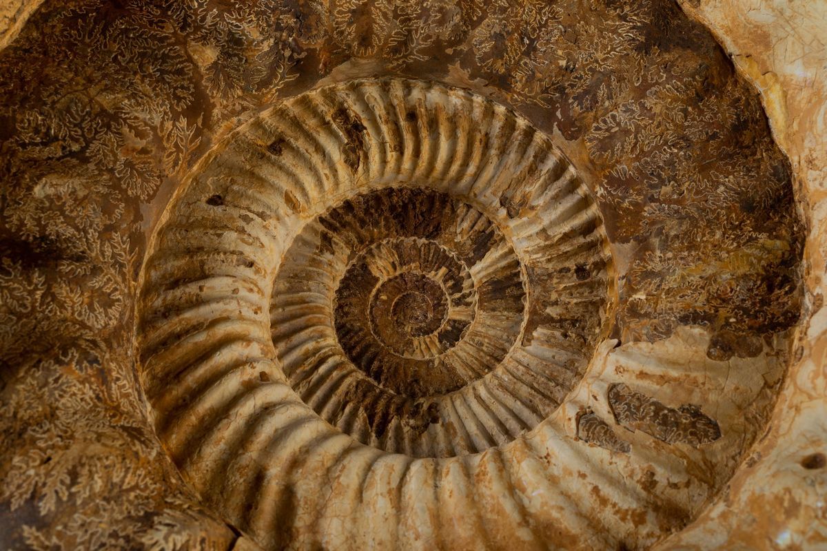 Bella Ammonite Bianca