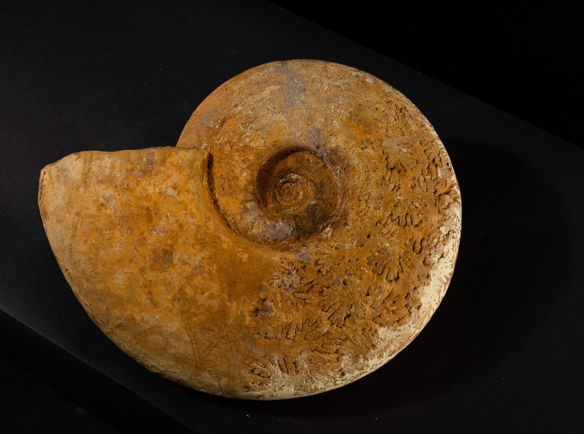 Grande Ammonite