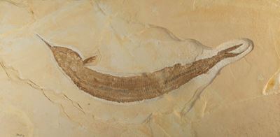 Aspidorhynchus
