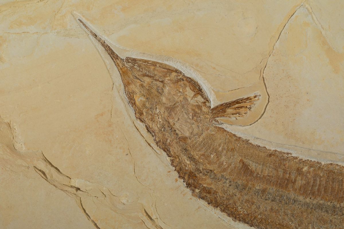 Aspidorhynchus