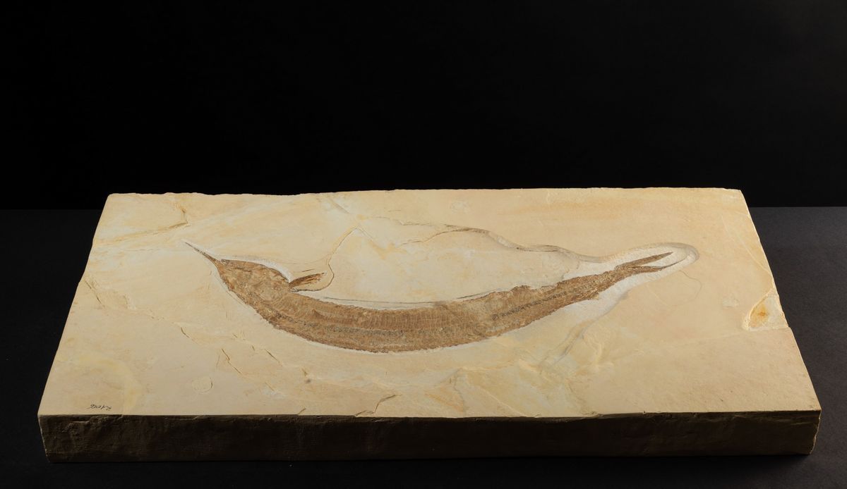 Aspidorhynchus