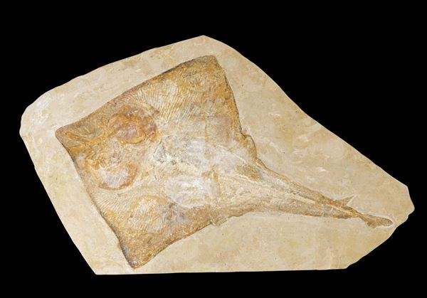 Fossile rayfish
