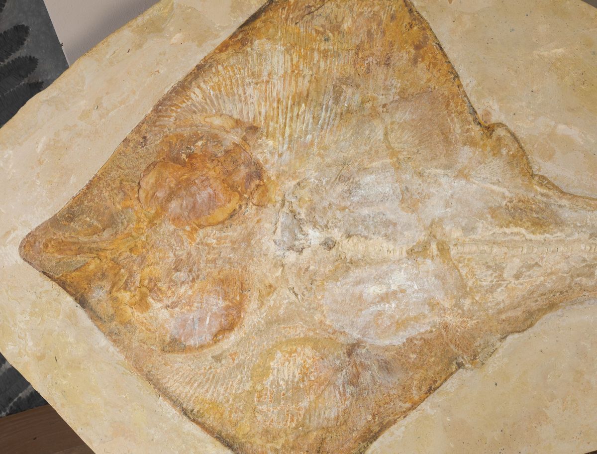 Razza Fossile