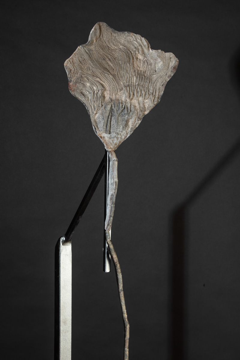 Mirabile Preparazione di Crinoide