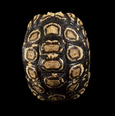 Carapace Testuggine