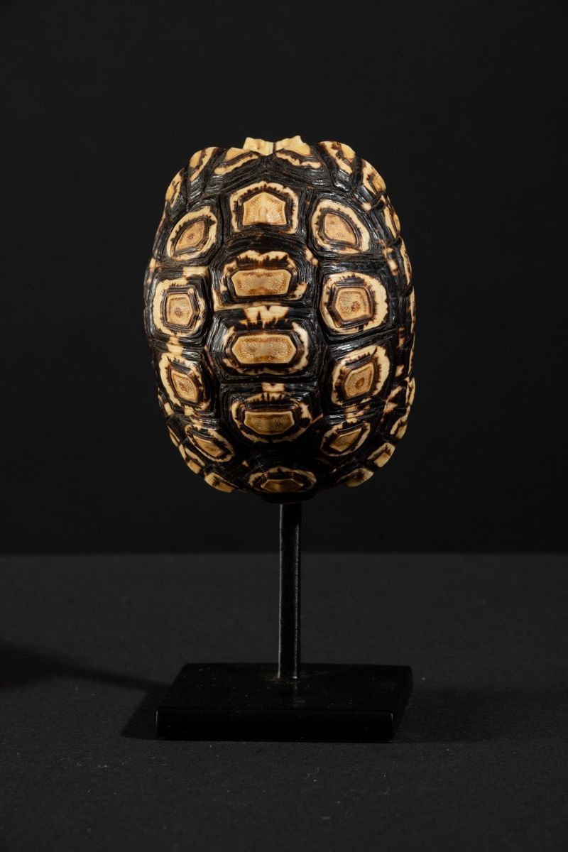 Carapace Testuggine