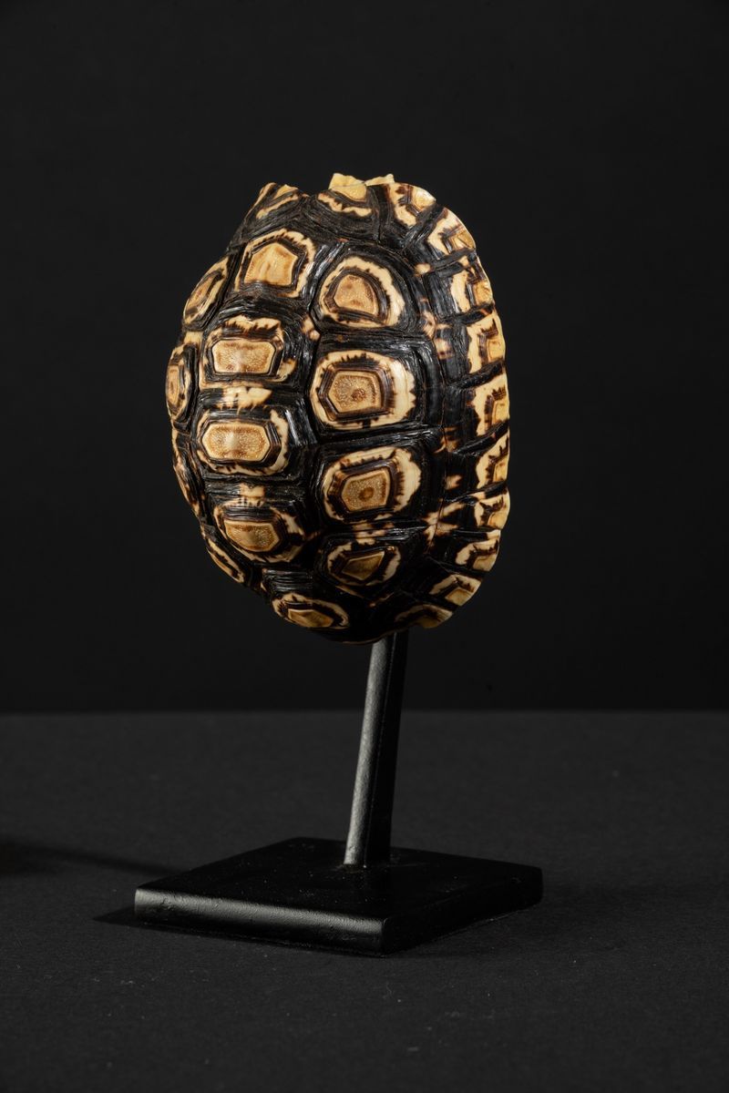 Carapace Testuggine