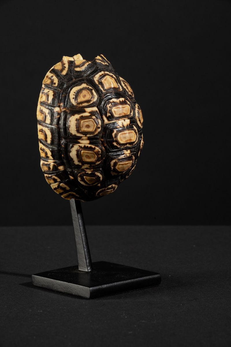 Carapace Testuggine