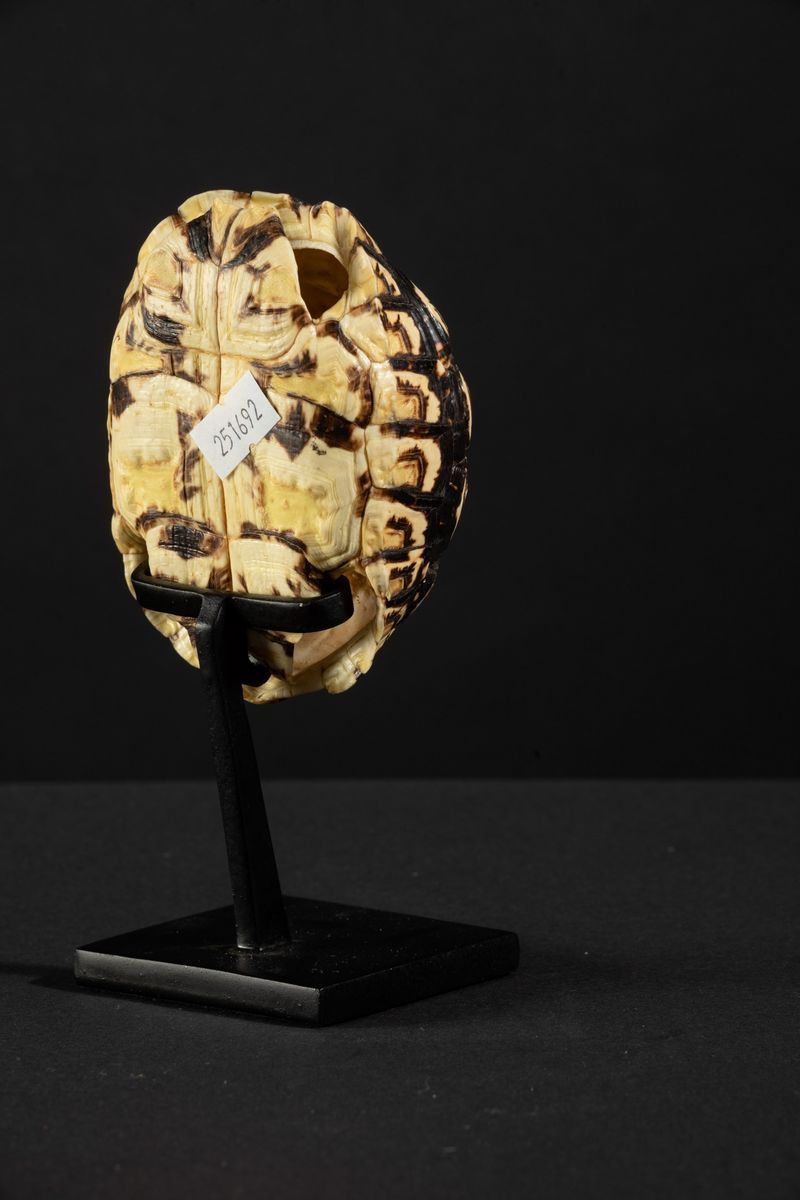 Carapace Testuggine