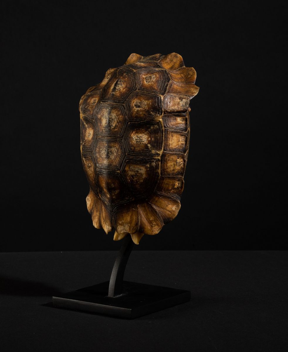 Carapace Testuggine