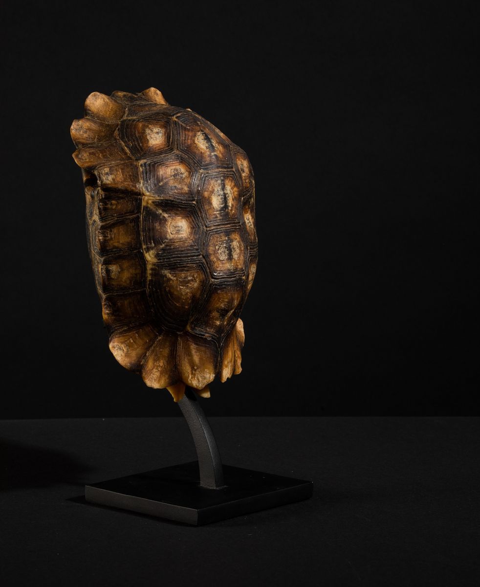 Carapace Testuggine
