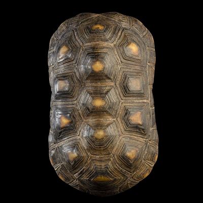 Carapace Testuggine