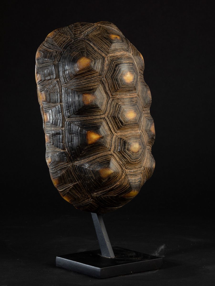 Carapace Testuggine
