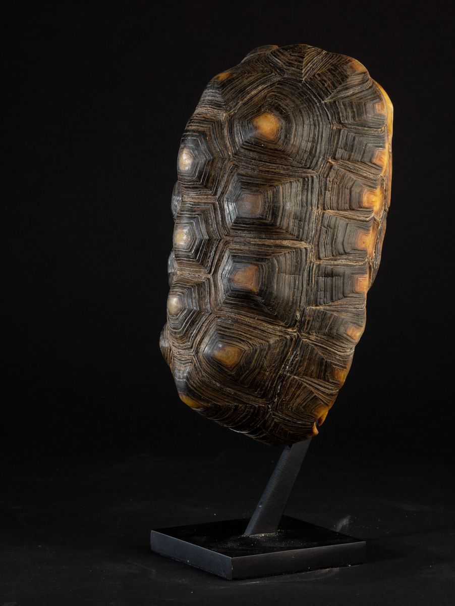 Carapace Testuggine