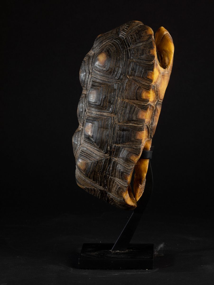 Carapace Testuggine