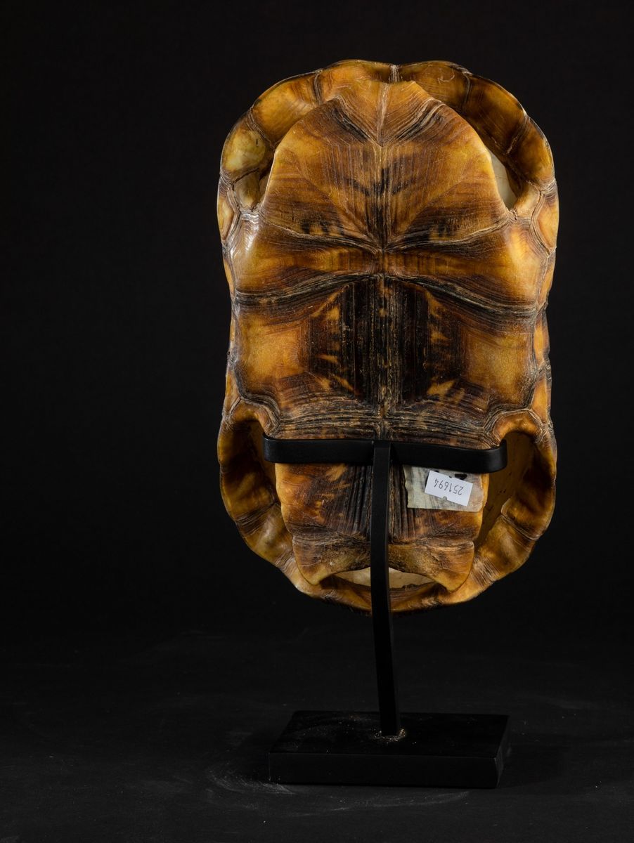 Carapace Testuggine