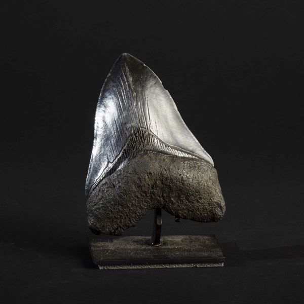 Megalodon shark fossile tooth