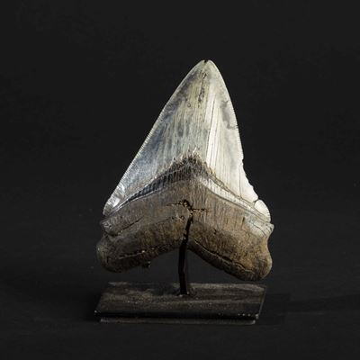 Dente Fossile di Squalo Megalodon