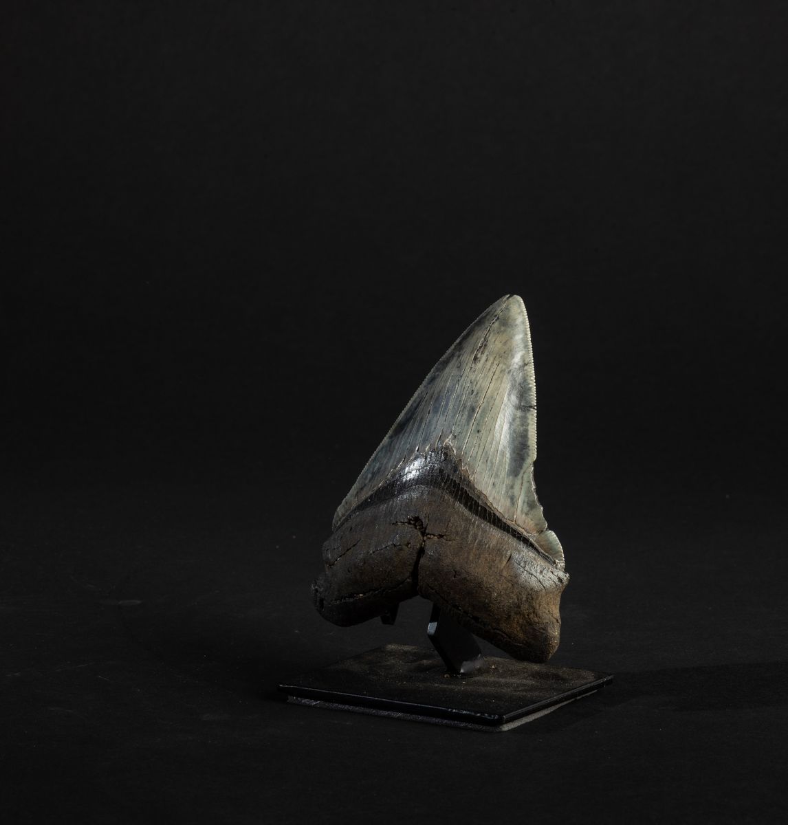 Dente Fossile di Squalo Megalodon