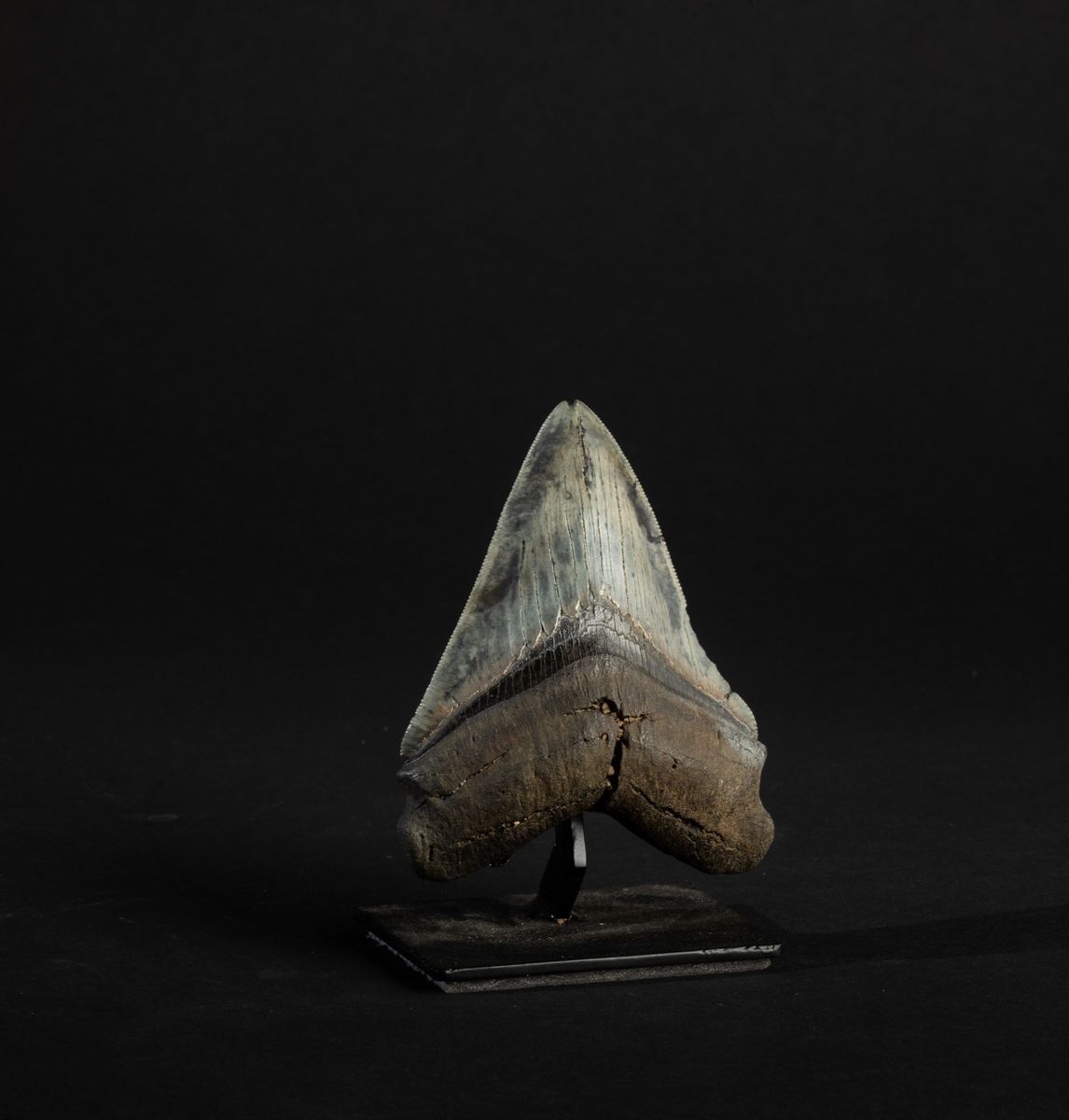 Dente Fossile di Squalo Megalodon