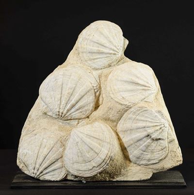 Pecten Fossile