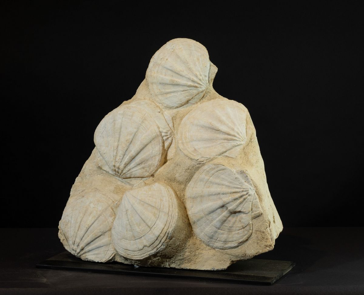 Pecten Fossile