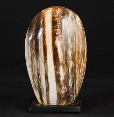 Legno Fossile su Base Nera