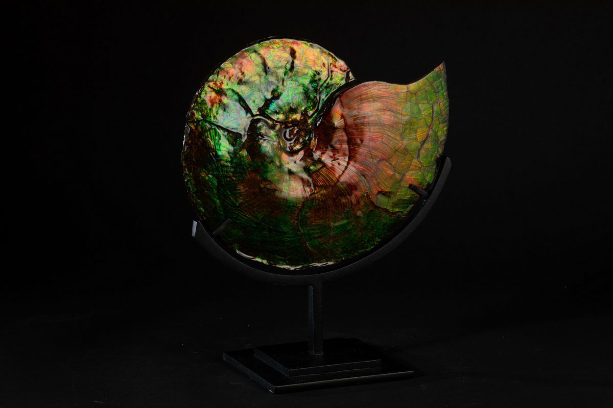 Rara Ammonite Iridescente