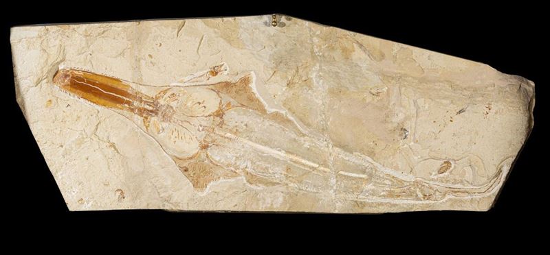 Fossil within a lit case  - Auction Mirabilia Naturalia - Cambi Casa d'Aste