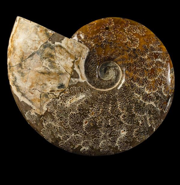 A whole ammonite