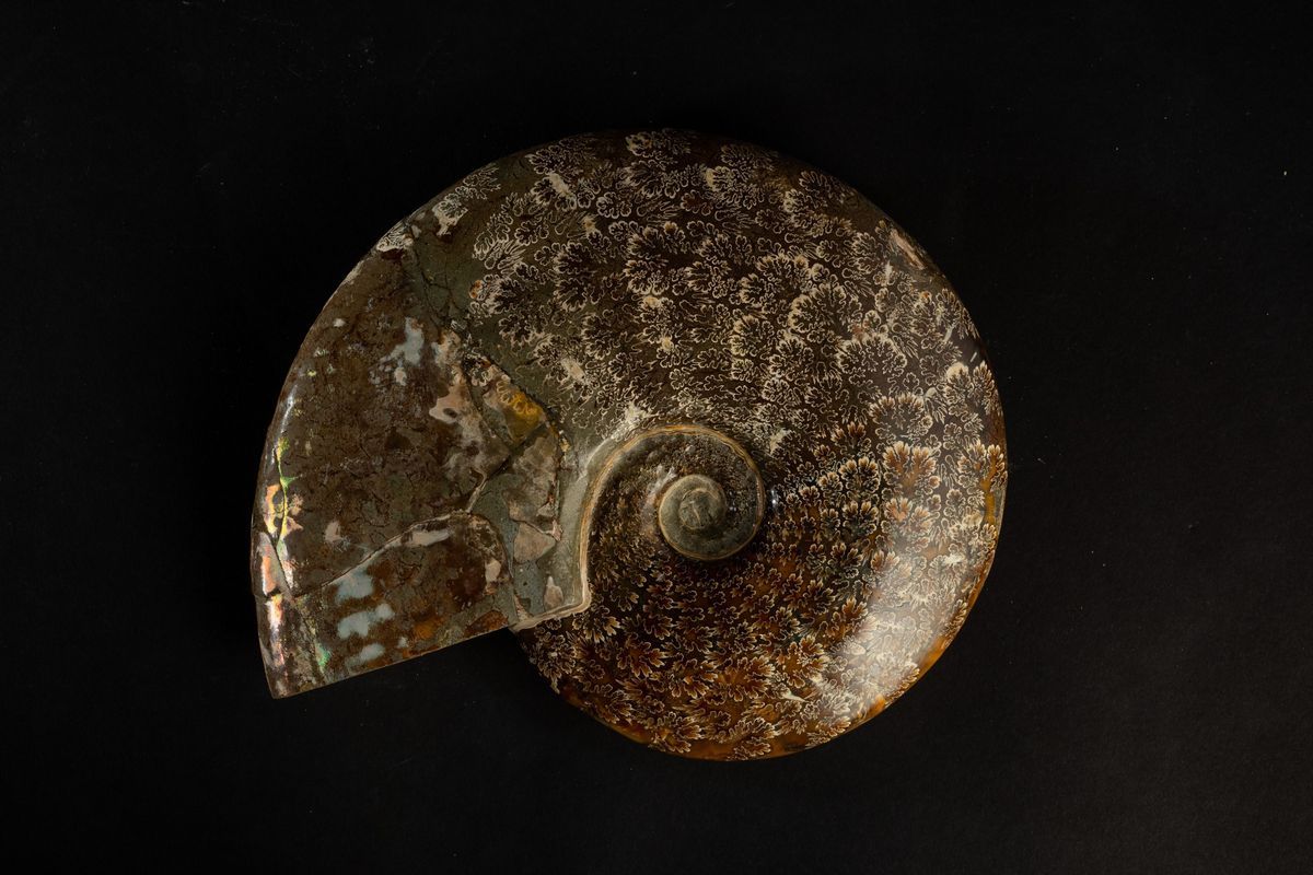 Ammonite Intera