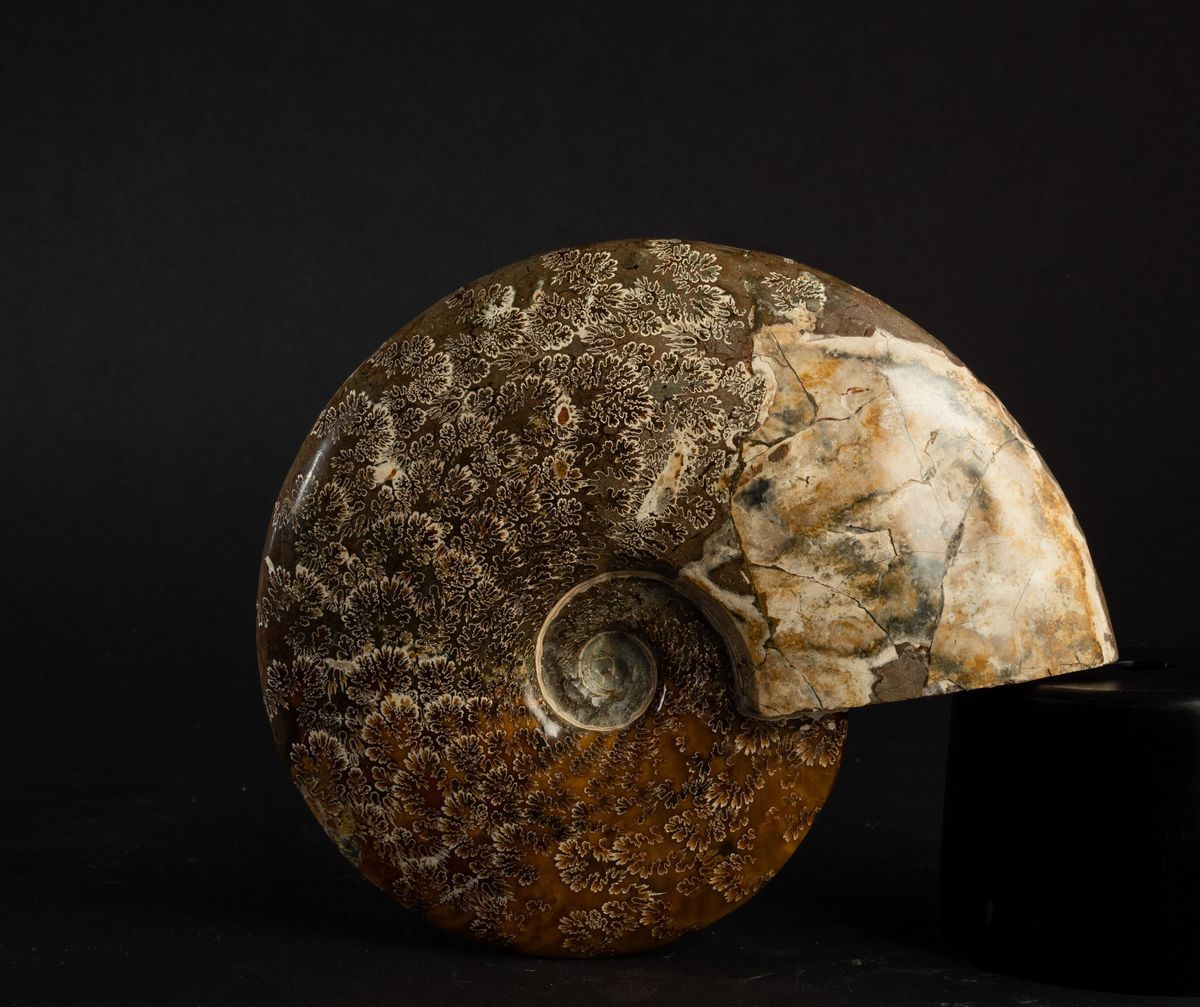 Ammonite Intera