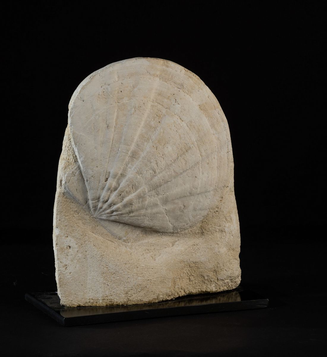 Pecten Fossile