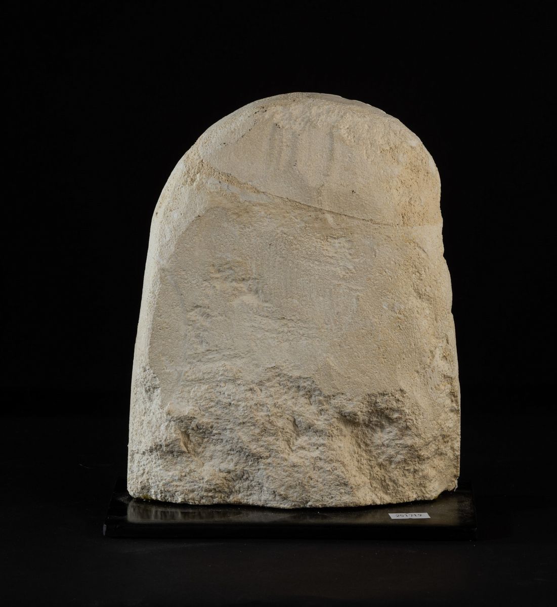 Pecten Fossile