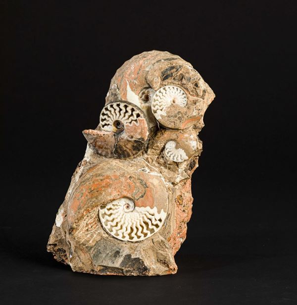 Timor ammonite