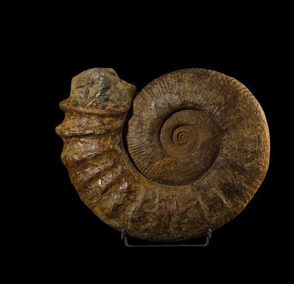 A large and complete ammonite