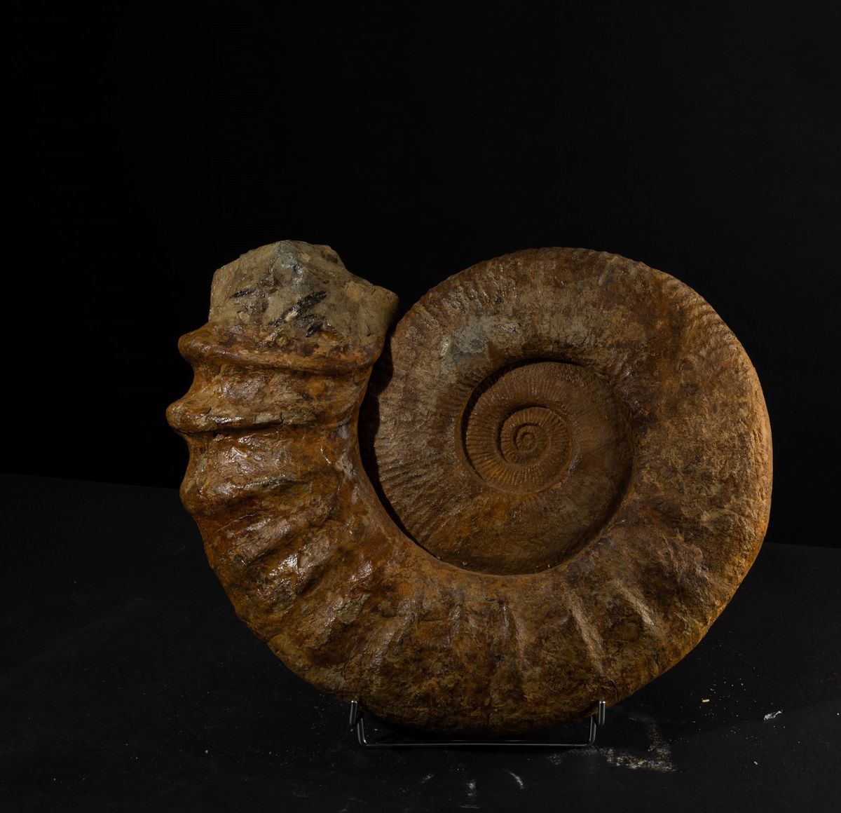 Ammonite Completa dalle Grandi Dimensioni
