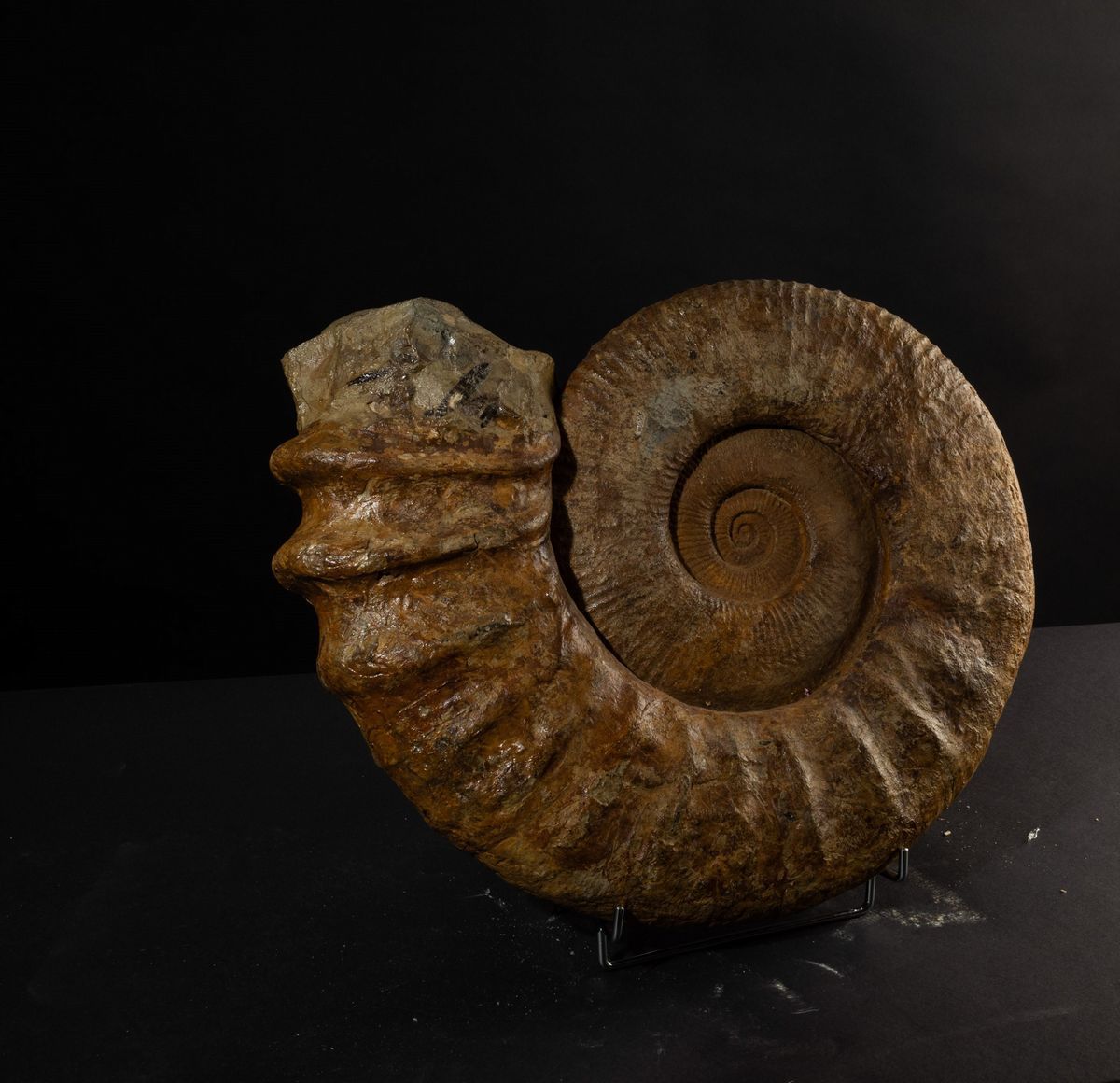 Ammonite Completa dalle Grandi Dimensioni