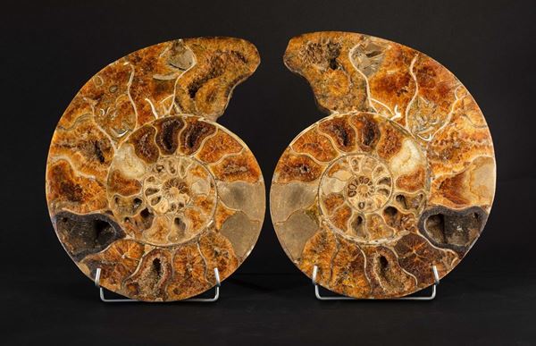 Sectioned ammonite XL TOP