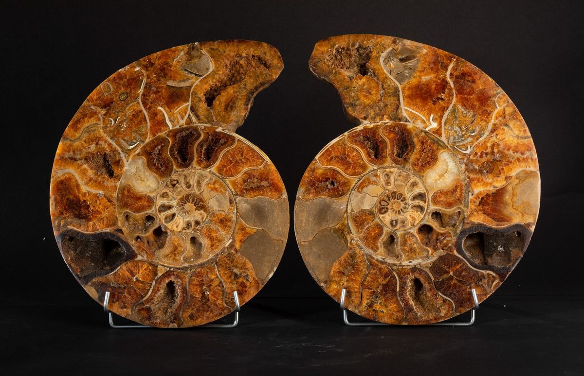 Ammonite Sezionata XL Top