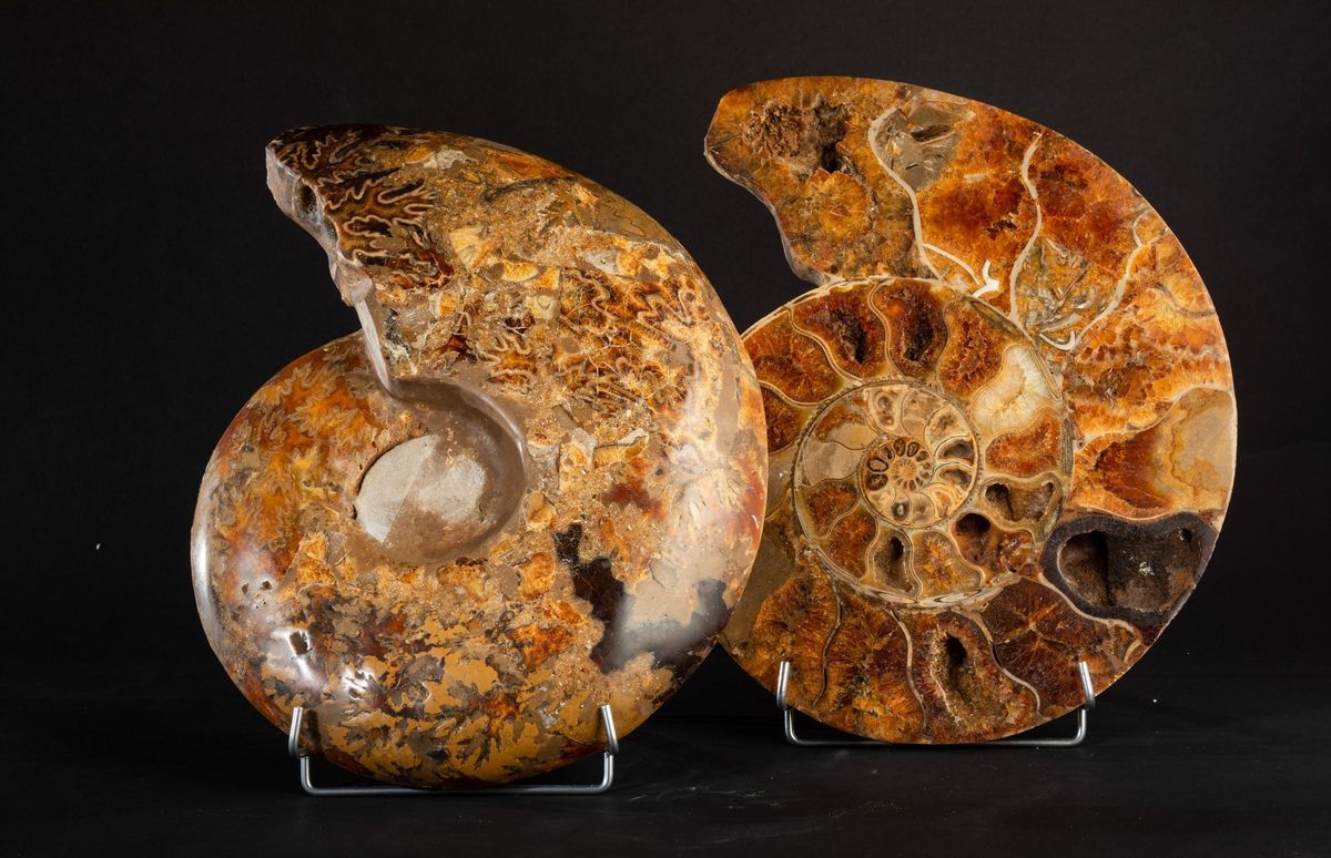 Ammonite Sezionata XL Top