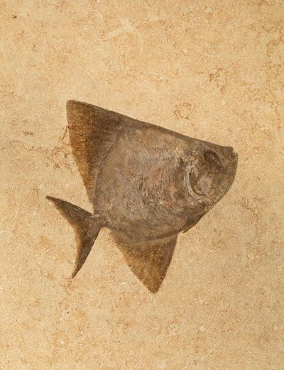 Pesce Fossile in Quadro