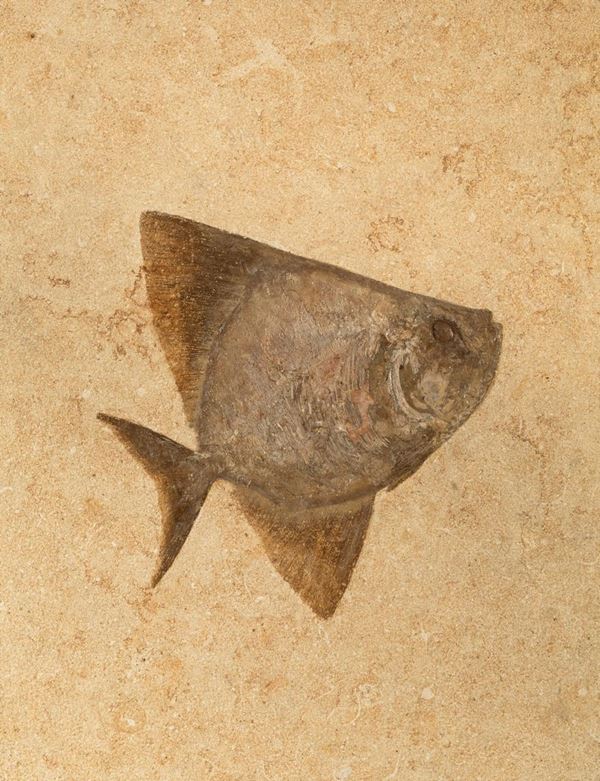 Pesce fossile in quadro