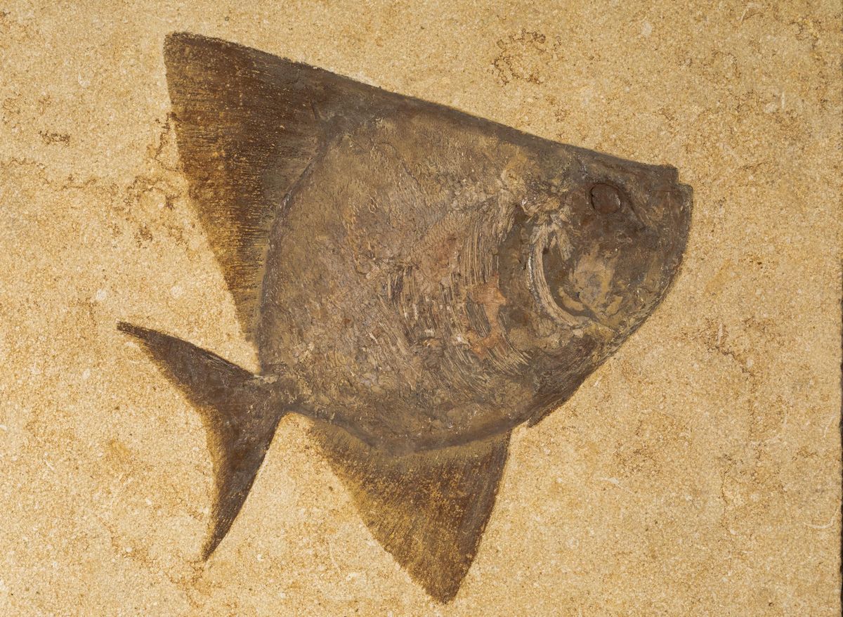 Pesce Fossile in Quadro