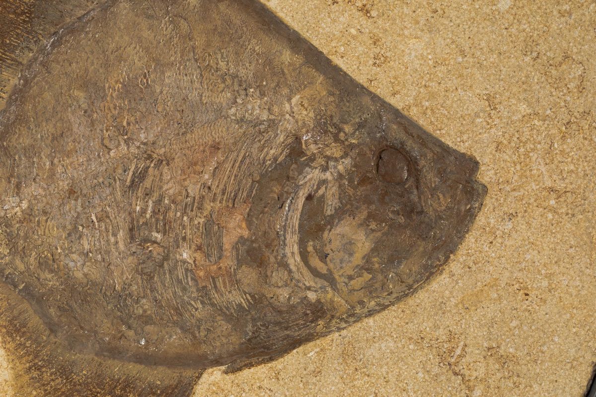 Pesce Fossile in Quadro