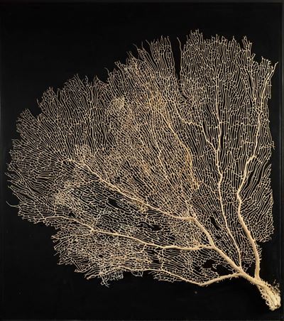 Gorgonia in Quadro Nero.