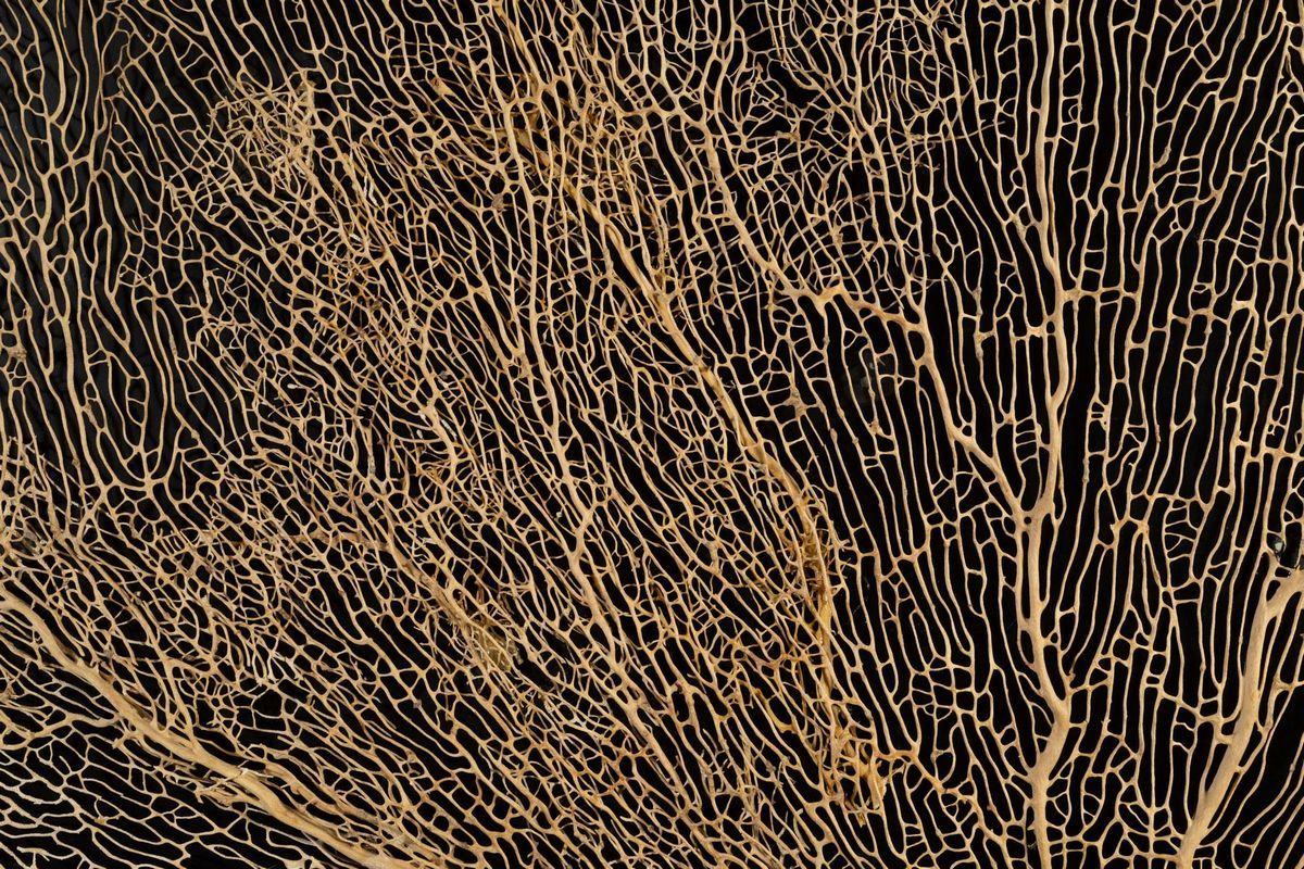 Gorgonia in Quadro Nero.
