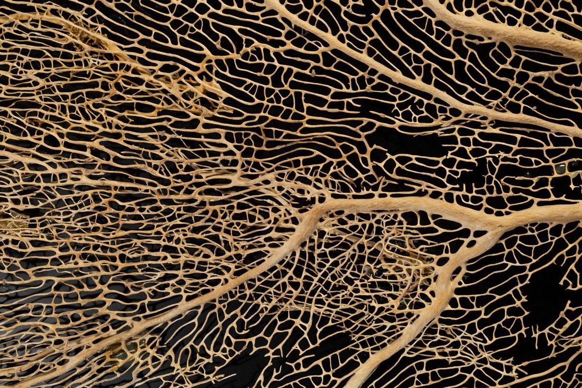 Gorgonia in Quadro Nero.